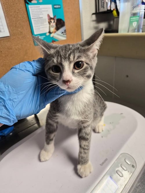 CHERIE - Domestic Short Hair available for adoption