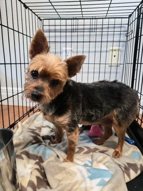 CHARLEE - Yorkshire Terrier Yorkie available for adoption
