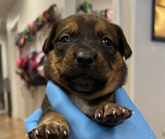 KELPIE - Australian Cattle Dog/Blue Heeler / Labrador Retriever available for adoption