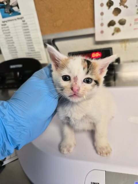 BREADSTICK - Domestic Short Hair available for adoption