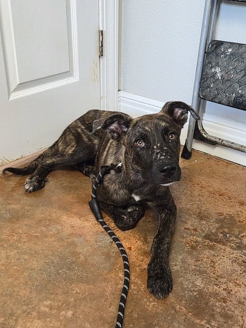 ASTRID - Plott Hound / Labrador Retriever available for adoption