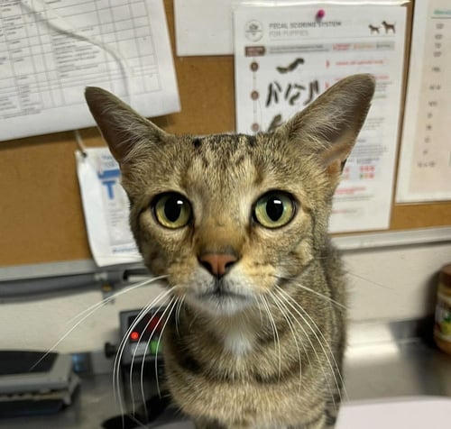 QUINN - Domestic Short Hair available for adoption