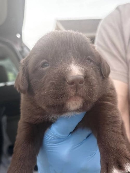 TRIANGLE - Labrador Retriever for adoption in Springfield