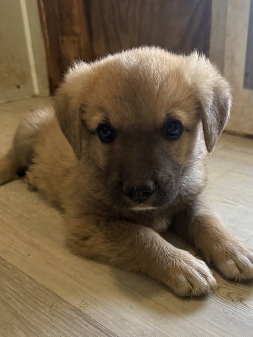 HOLLER - German Shepherd Dog available for adoption