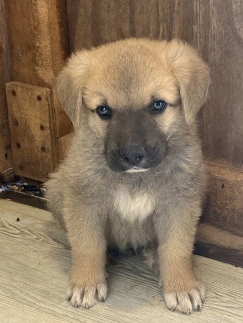 HOLLER - German Shepherd Dog available for adoption
