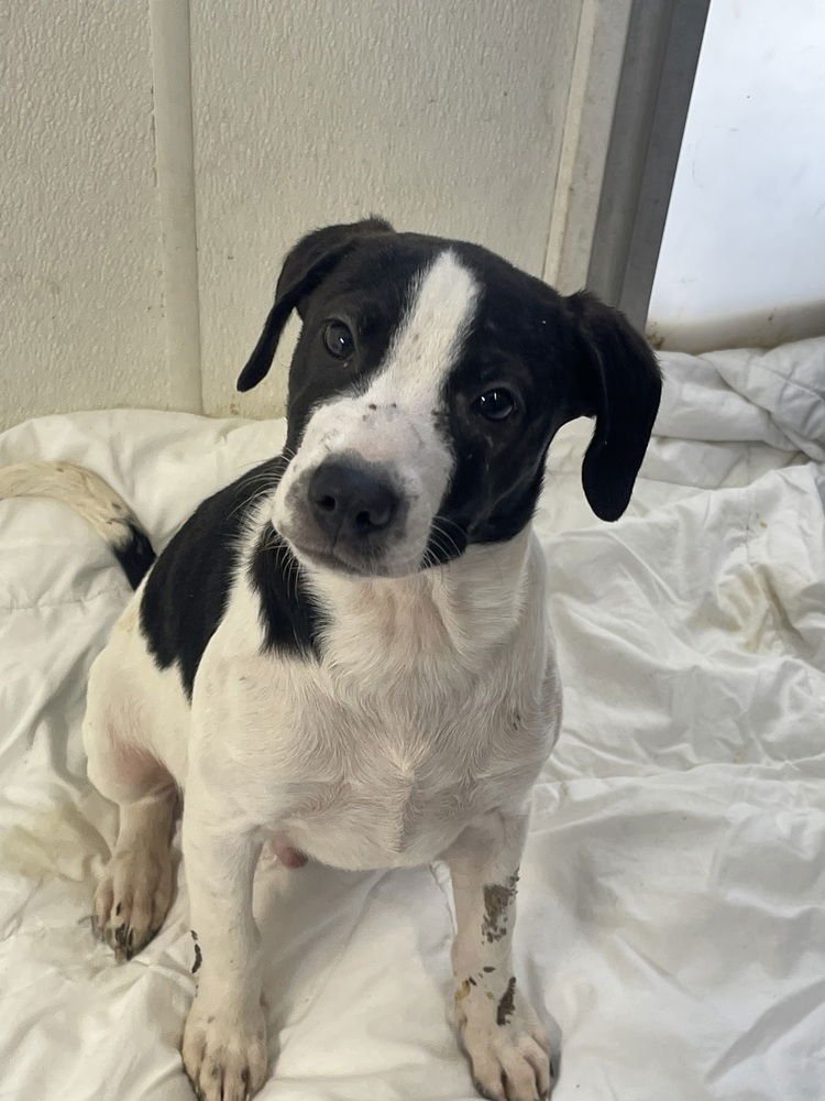 BRANCH - Terrier / Australian Cattle Dog/Blue Heeler available for adoption