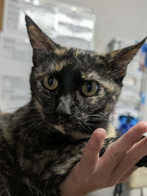 DAFFODIL - Domestic Short Hair available for adoption