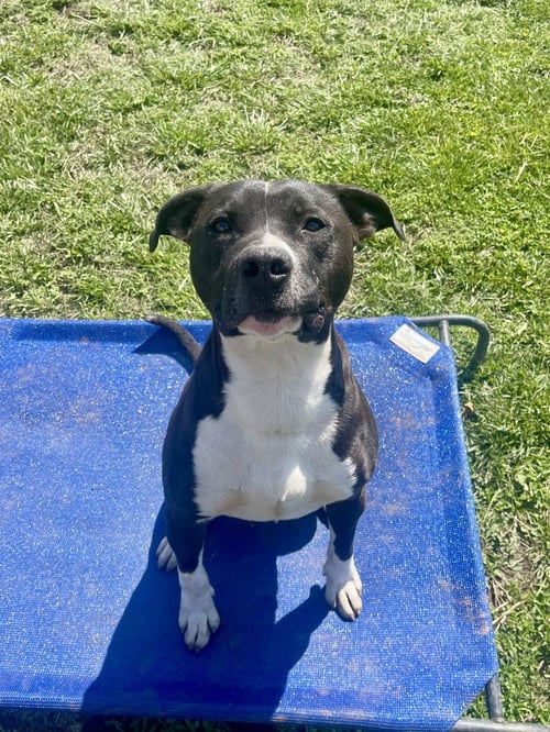 CHEERIO - American Pit Bull Terrier / Boxer available for adoption