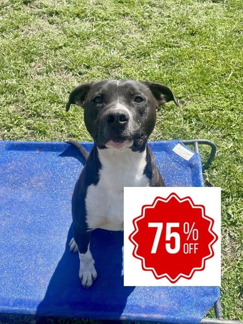 CHEERIO - American Pit Bull Terrier / Boxer available for adoption