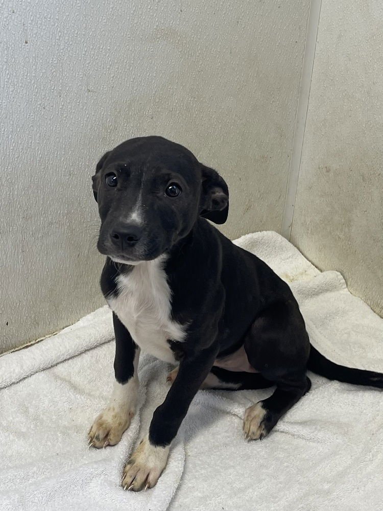 BARB - Terrier / Australian Cattle Dog/Blue Heeler available for adoption