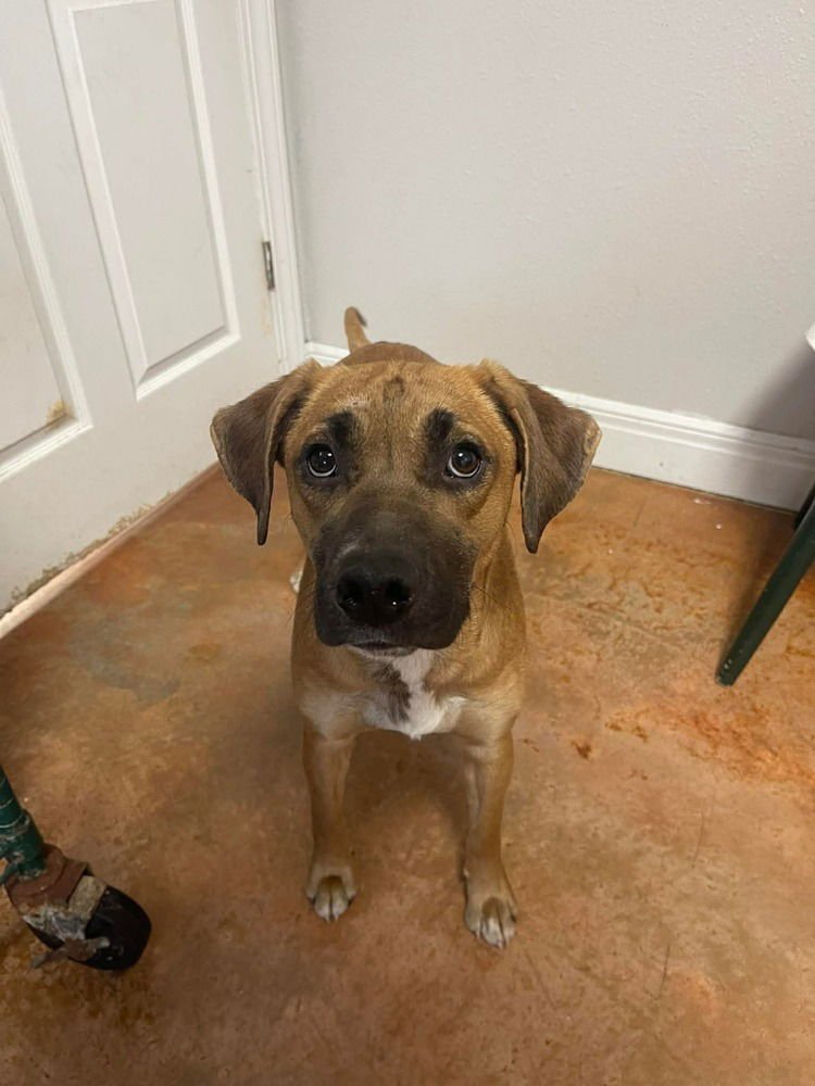 PRYNCESS - Rhodesian Ridgeback available for adoption