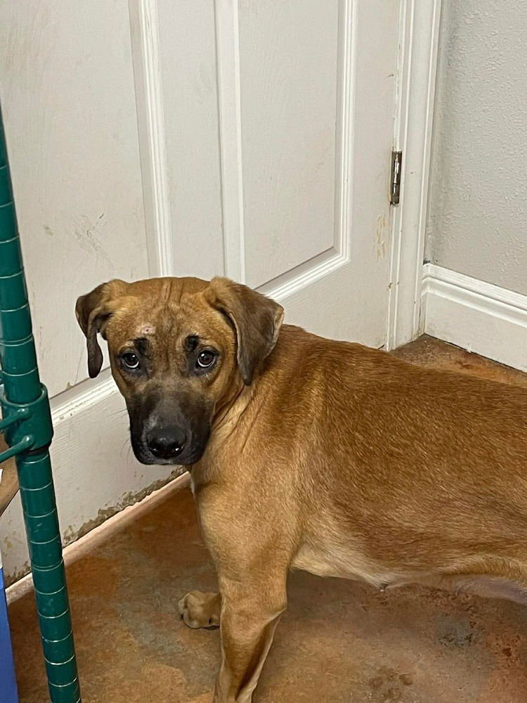 PRYNCESS - Rhodesian Ridgeback available for adoption