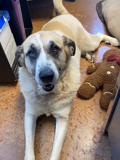 LUNA BEAR - Great Pyrenees available for adoption