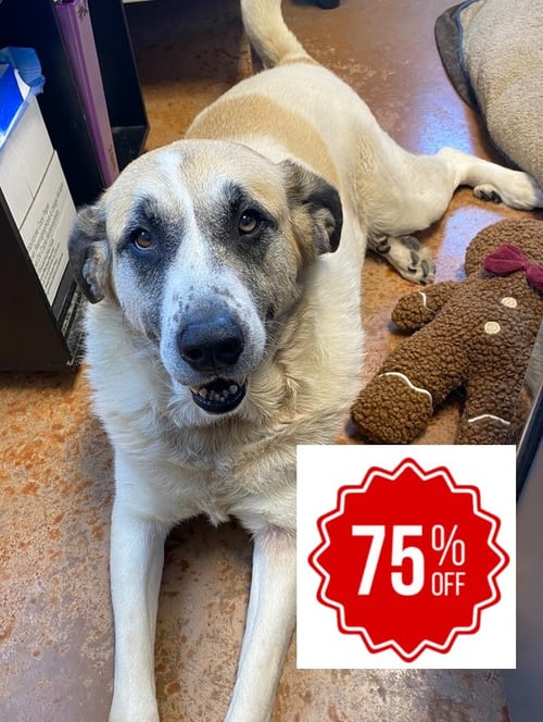 LUNA BEAR - Great Pyrenees available for adoption