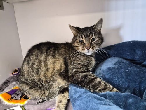 OL' YELLER - Domestic Short Hair for adoption in Springfield