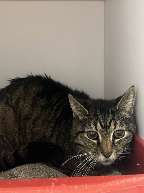 OL' YELLER - Domestic Short Hair available for adoption