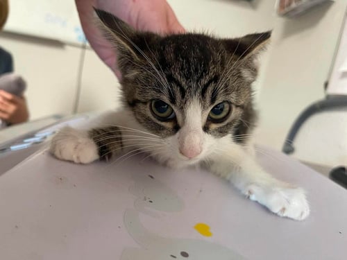 MOOSHKA - Domestic Short Hair available for adoption