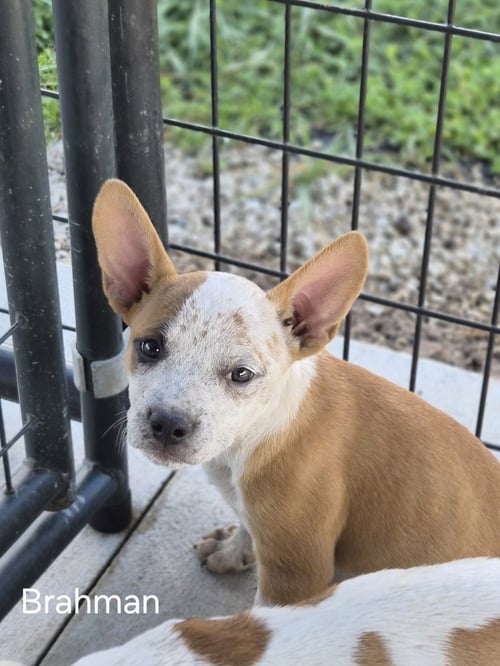 BRAHMAN - Australian Cattle Dog/Blue Heeler / French Bulldog available for adoption