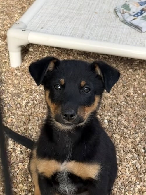 CASHEW - Australian Shepherd / Australian Cattle Dog/Blue Heeler available for adoption