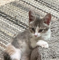 Fry - Photo 1