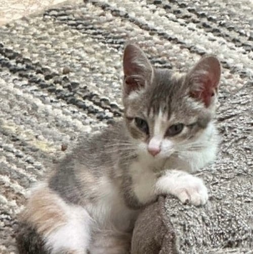 FRY - Domestic Short Hair available for adoption