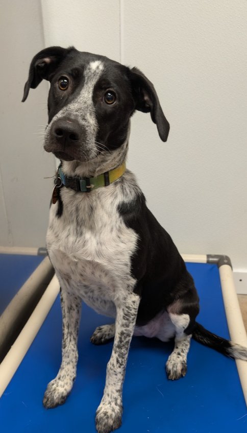 BRAVERY - Border Collie / Labrador Retriever available for adoption