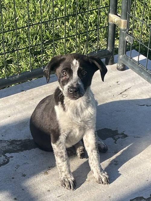 BRAVERY - Border Collie / Labrador Retriever available for adoption