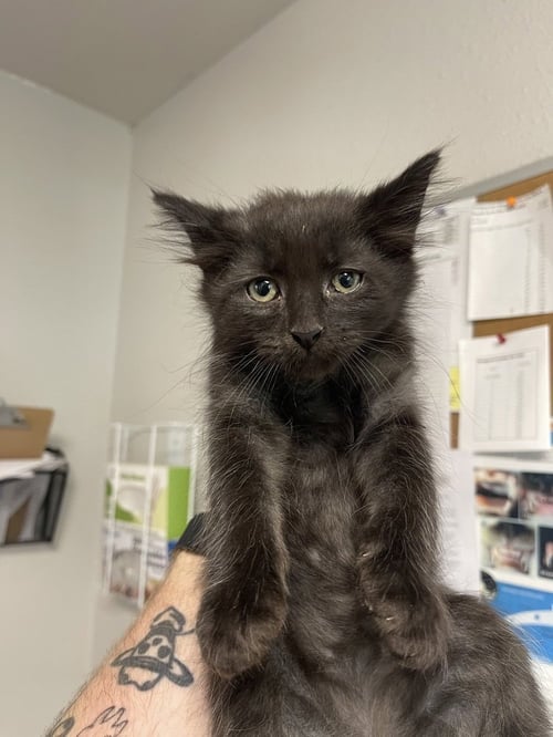 GUS - Domestic Short Hair available for adoption