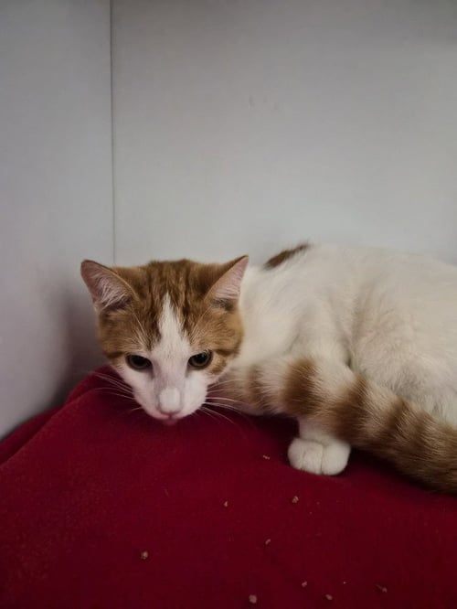 CHUM CHUM - Domestic Short Hair available for adoption