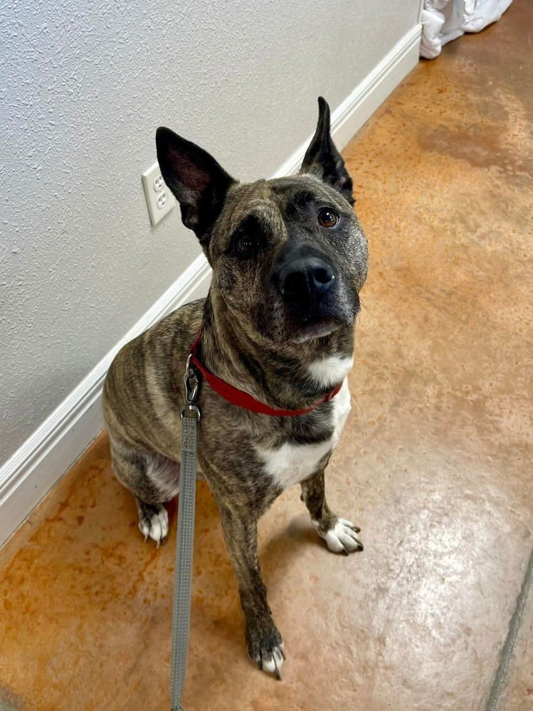 JOJO - Dutch Shepherd for adoption in Springfield