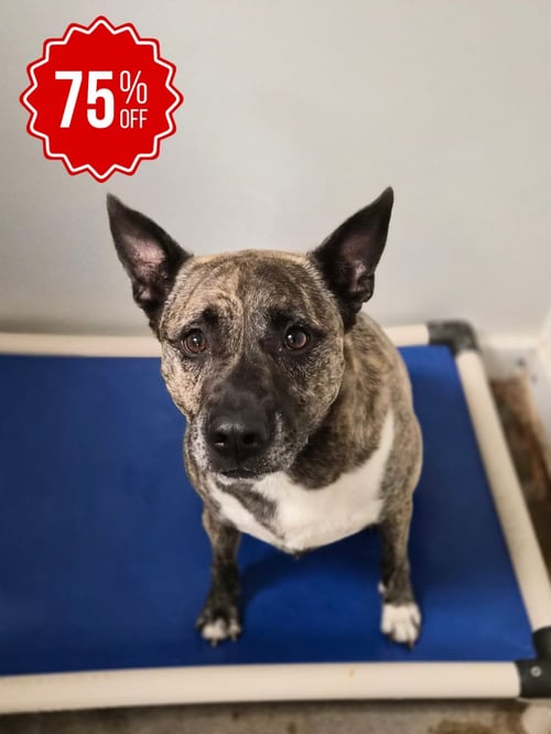 JOJO - Dutch Shepherd / German Shepherd Dog available for adoption