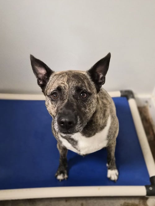 JOJO - Dutch Shepherd / German Shepherd Dog available for adoption
