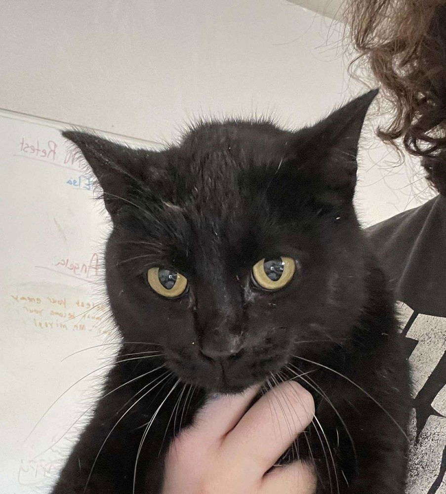 BITZ - Domestic Short Hair available for adoption