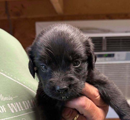 JO - Golden Retriever / English Mastiff for adoption in Springfield