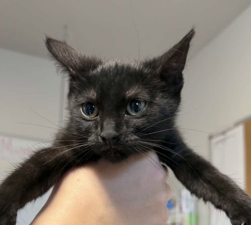 WEDNESDAY - Domestic Short Hair available for adoption