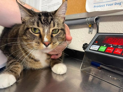 CHUM - Domestic Short Hair available for adoption