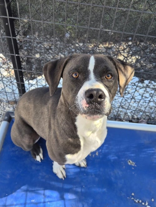 CHEECH - Labrador Retriever / American Pit Bull Terrier available for adoption