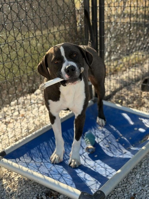 CHEECH - Labrador Retriever / American Pit Bull Terrier available for adoption