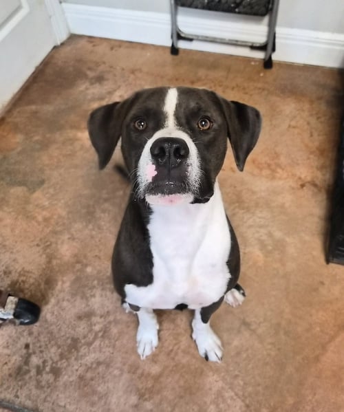 CHEECH - Labrador Retriever / American Pit Bull Terrier available for adoption