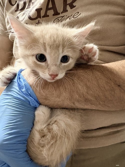 PIVOT - Domestic Short Hair available for adoption