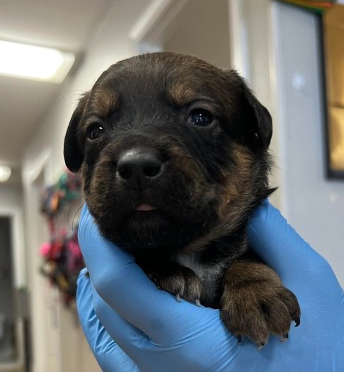 ABHARTACH - Australian Cattle Dog/Blue Heeler / Labrador Retriever available for adoption