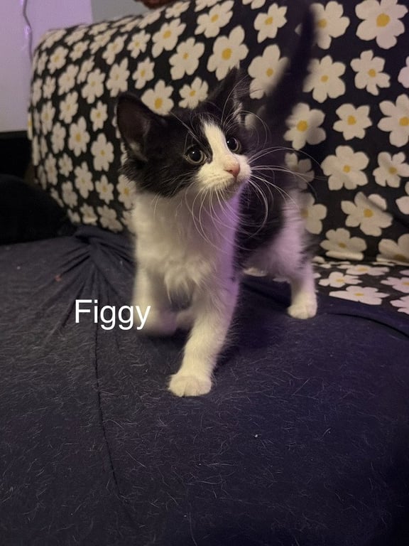 Figgy Image
