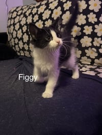 Figgy - Photo 1
