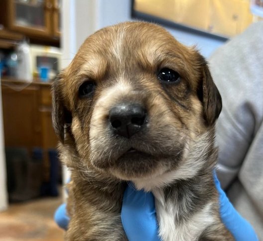 MUCKIE - Australian Cattle Dog/Blue Heeler / Labrador Retriever available for adoption