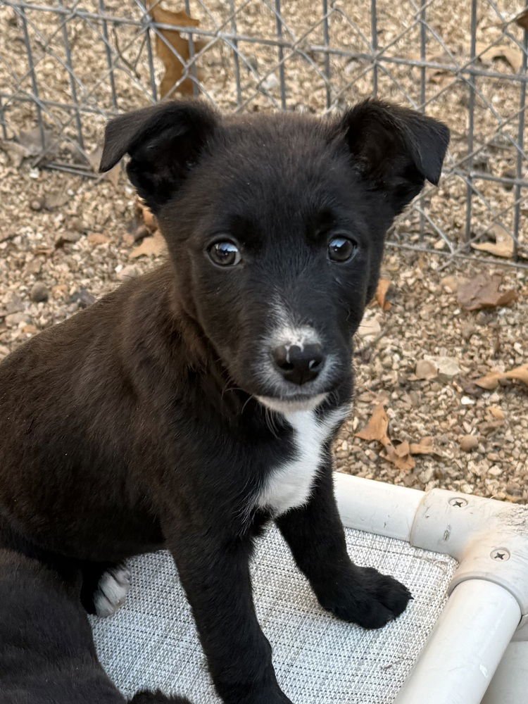 SILKIE - Australian Shepherd / Shepherd available for adoption
