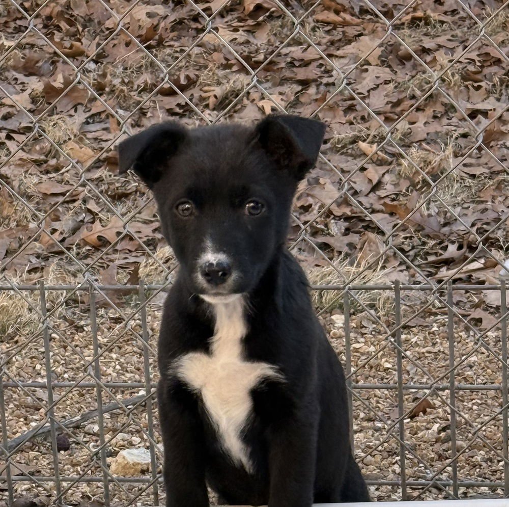 SILKIE - Australian Shepherd / Shepherd available for adoption