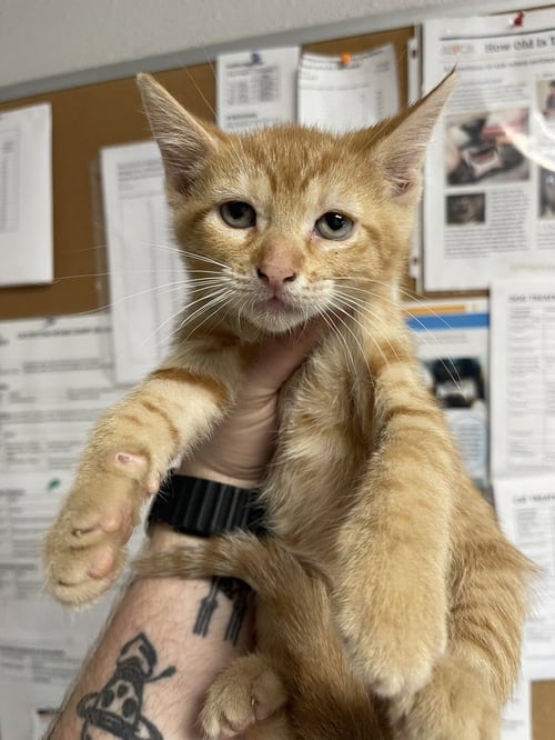 FIREFIGHTER - Domestic Short Hair available for adoption