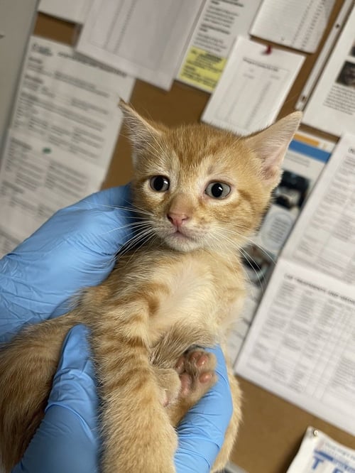 FIREFIGHTER - Domestic Short Hair available for adoption