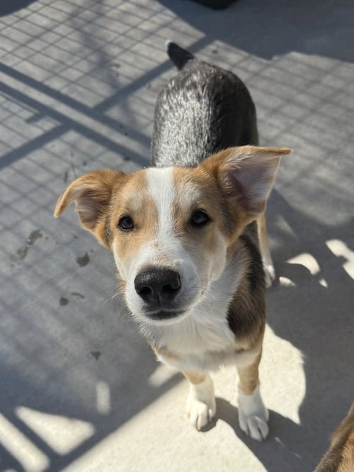 GOOSEBERRY - Golden Retriever / Australian Shepherd available for adoption