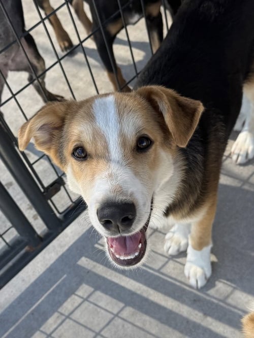 GOOSEBERRY - Golden Retriever / Australian Shepherd available for adoption